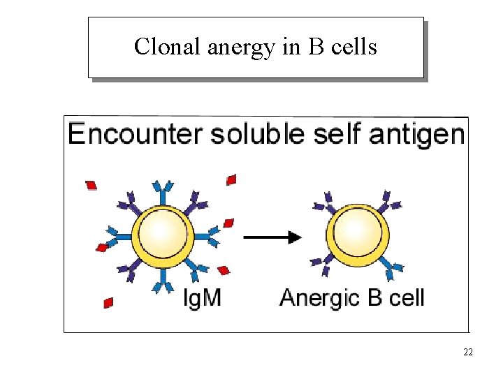 Clonal anergy in B cells 22 