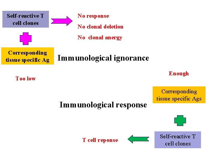 Self-reactive T cell clones No response No clonal deletion No clonal anergy Corresponding tissue