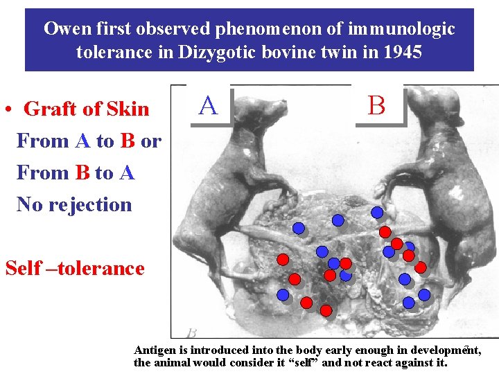 Owen first observed phenomenon of immunologic tolerance in Dizygotic bovine twin in 1945 •