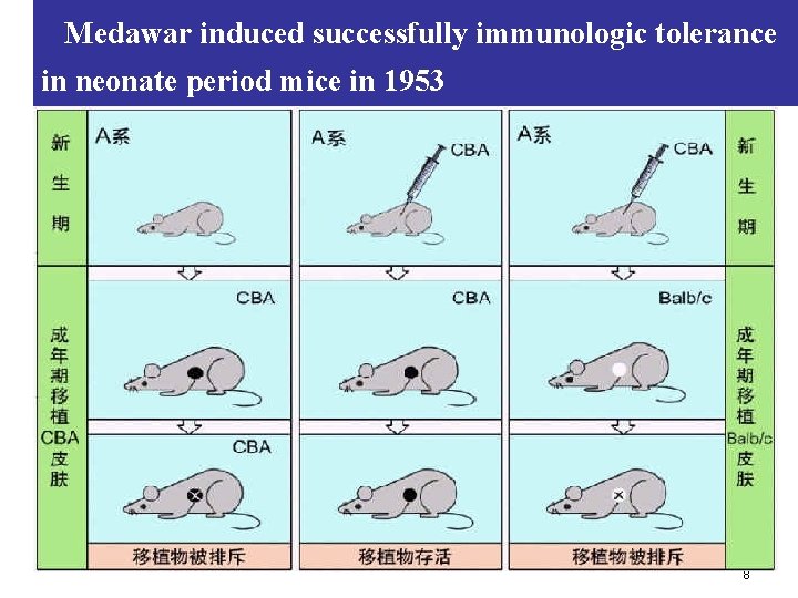  Medawar induced successfully immunologic tolerance in neonate period mice in 1953 Strain B