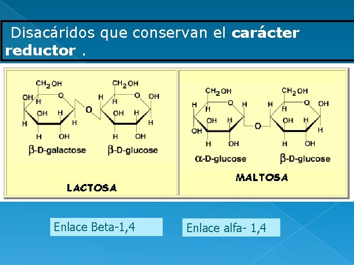 Disacáridos que conservan el carácter reductor. Enlace Beta-1, 4 Enlace alfa- 1, 4 