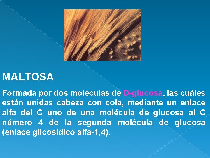 MALTOSA Formada por dos moléculas de D-glucosa, las cuáles están unidas cabeza con cola,