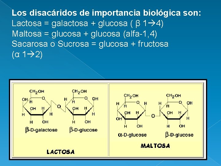 Los disacáridos de importancia biológica son: Lactosa = galactosa + glucosa ( β 1