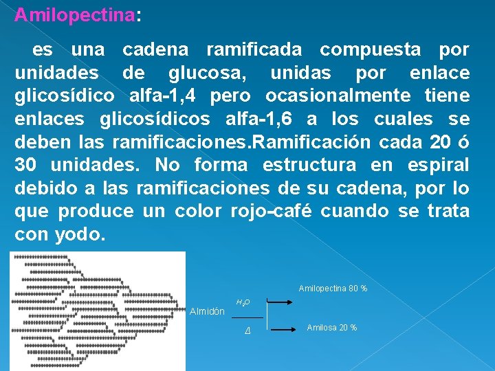 Amilopectina: es una cadena ramificada compuesta por unidades de glucosa, unidas por enlace glicosídico