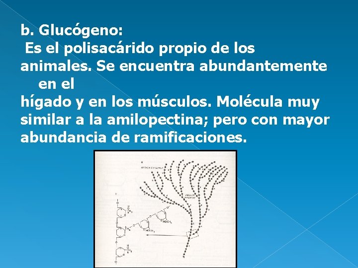 b. Glucógeno: Es el polisacárido propio de los animales. Se encuentra abundantemente en el