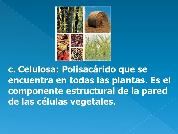 c. Celulosa: Polisacárido que se encuentra en todas las plantas. Es el componente estructural