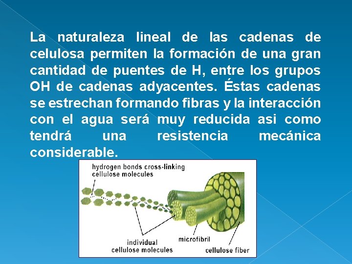 La naturaleza lineal de las cadenas de celulosa permiten la formación de una gran