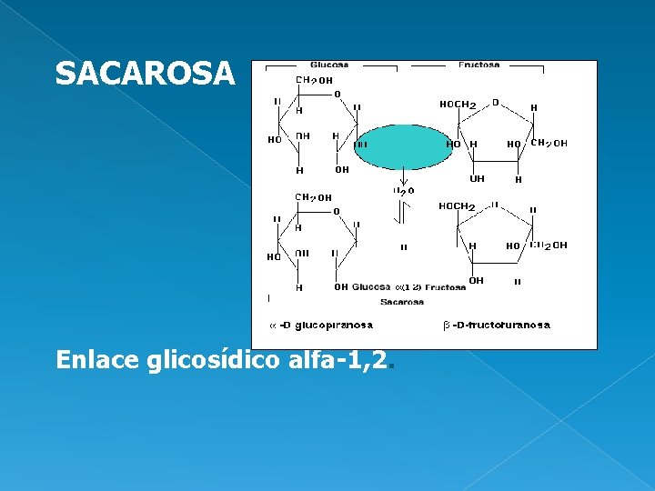 SACAROSA Enlace glicosídico alfa-1, 2. 