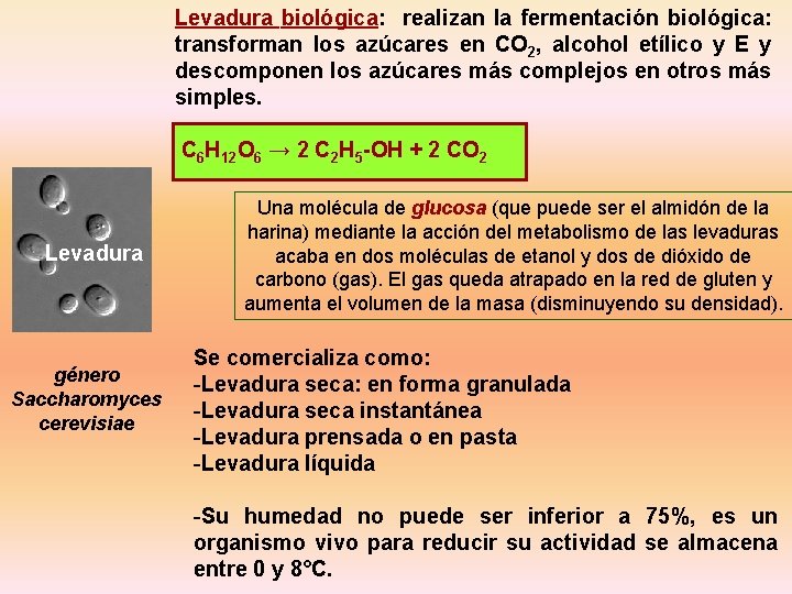 Levadura biológica: realizan la fermentación biológica: transforman los azúcares en CO 2, alcohol etílico