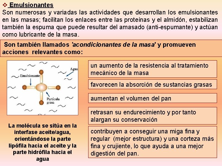 v Emulsionantes Son numerosas y variadas las actividades que desarrollan los emulsionantes en las v Emulsionantes Son numerosas y variadas las actividades que desarrollan los emulsionantes en las