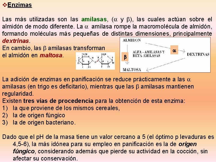 v. Enzimas Las más utilizadas son las amilasas, (a y b), las cuales actúan