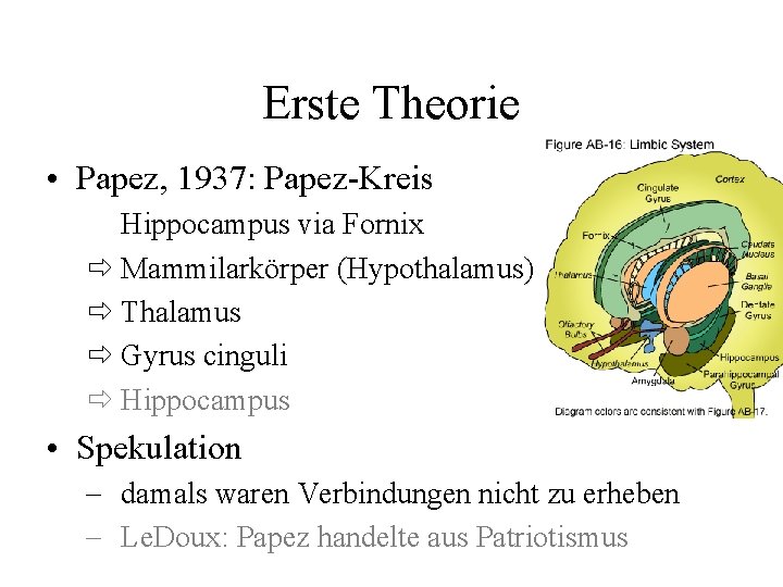 Erste Theorie • Papez, 1937: Papez-Kreis Hippocampus via Fornix Mammilarkörper (Hypothalamus) Thalamus Gyrus cinguli