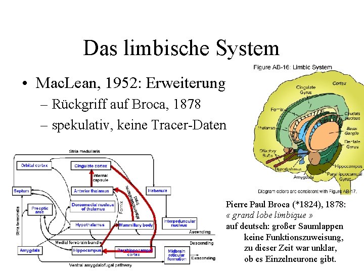 Das limbische System • Mac. Lean, 1952: Erweiterung – Rückgriff auf Broca, 1878 –