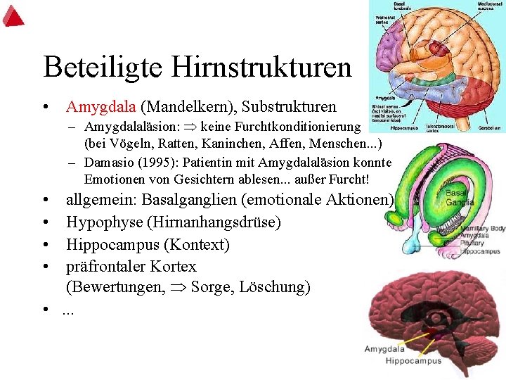 Beteiligte Hirnstrukturen • Amygdala (Mandelkern), Substrukturen – Amygdalaläsion: keine Furchtkonditionierung (bei Vögeln, Ratten, Kaninchen,