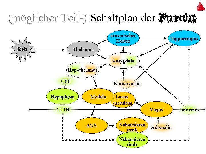 (möglicher Teil-) Schaltplan der Furcht sensorischer Kortex Reiz Hippocampus Thalamus Amygdala Hypothalamus CRF Hypophyse