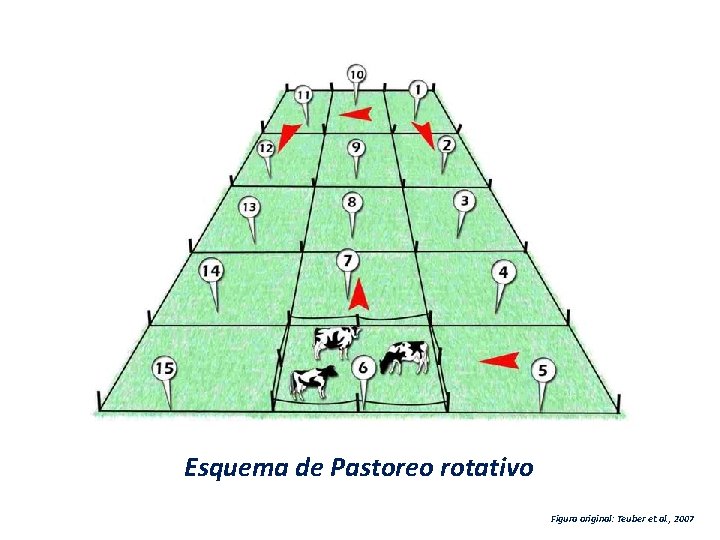 Esquema de Pastoreo rotativo Figura original: Teuber et. al. , 2007 