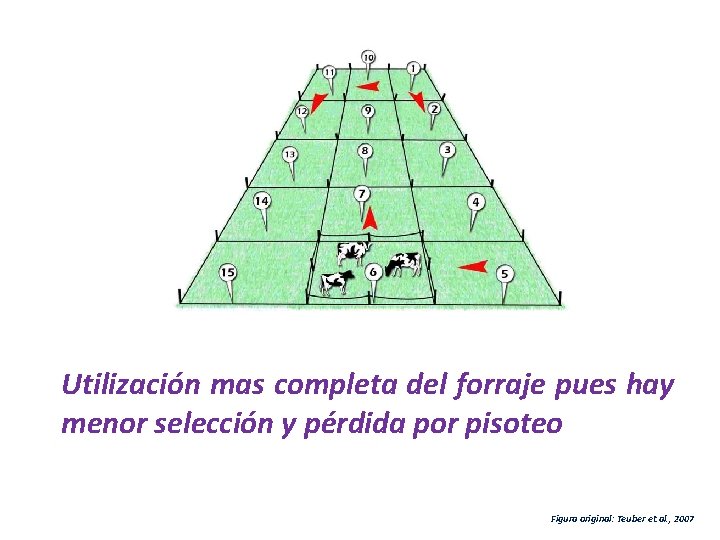 Utilización mas completa del forraje pues hay menor selección y pérdida por pisoteo Figura