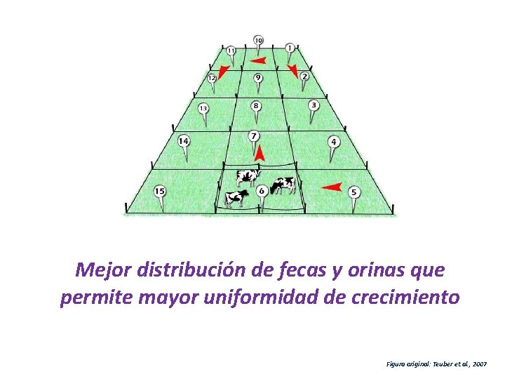 Mejor distribución de fecas y orinas que permite mayor uniformidad de crecimiento Figura original: