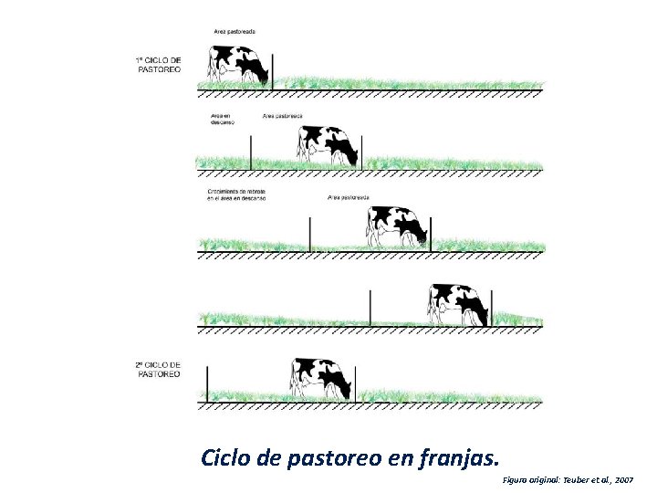 Ciclo de pastoreo en franjas. Figura original: Teuber et. al. , 2007 