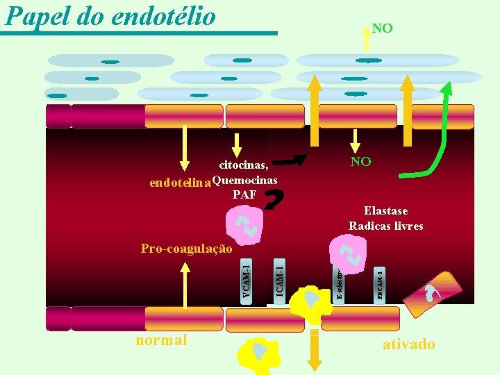 Papel do endotélio NO NO citocinas, endotelina Quemocinas PAF Elastase Radicas livres normal PECAM-1