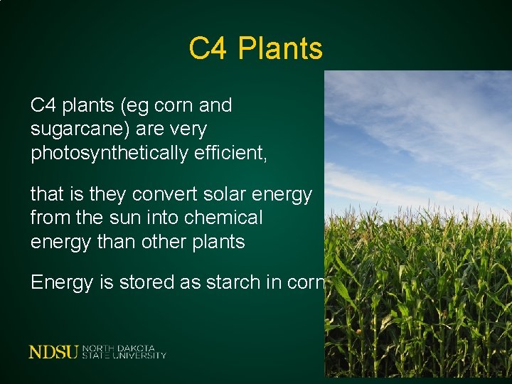 C 4 Plants C 4 plants (eg corn and sugarcane) are very photosynthetically efficient,