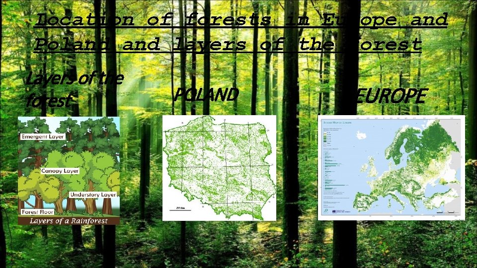 Location of forests in Europe and Poland layers of the forest Layers of the