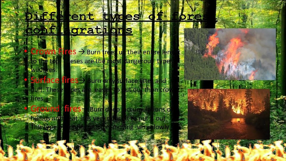 Different types of forest conflagrations • Crown Fires Burn trees up their entire lenght