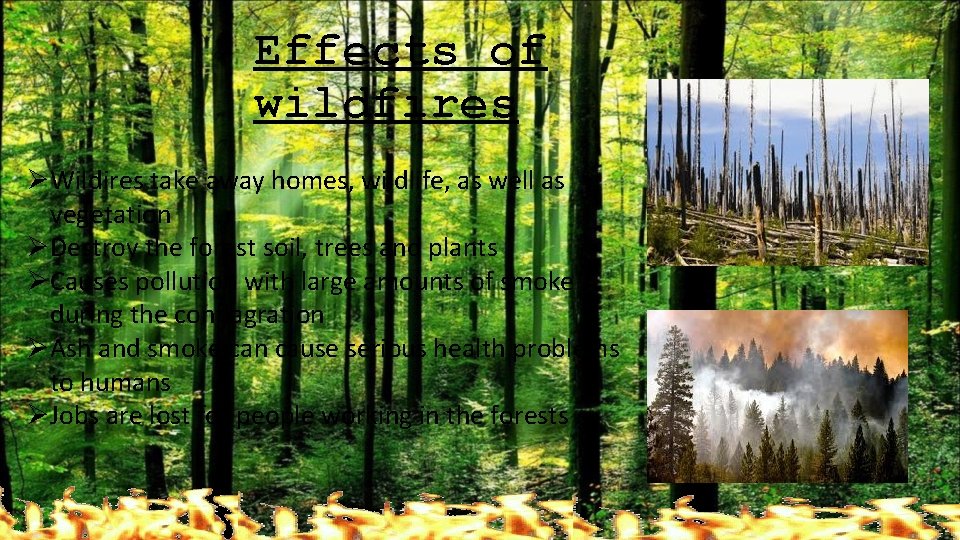Effects of wildfires ØWildires take away homes, wildlife, as well as vegetation ØDestroy the