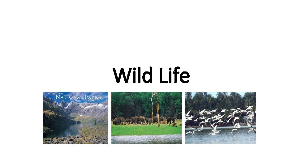 Wild Life 