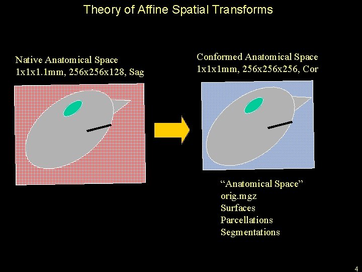 Theory of Affine Spatial Transforms Native Anatomical Space 1 x 1 x 1. 1