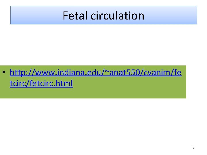 Fetal circulation • http: //www. indiana. edu/~anat 550/cvanim/fe tcirc/fetcirc. html 17 