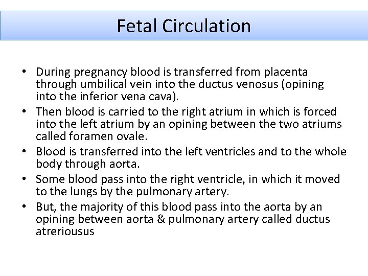 Fetal Circulation • During pregnancy blood is transferred from placenta through umbilical vein into