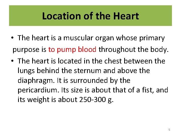 Location of the Heart • The heart is a muscular organ whose primary purpose
