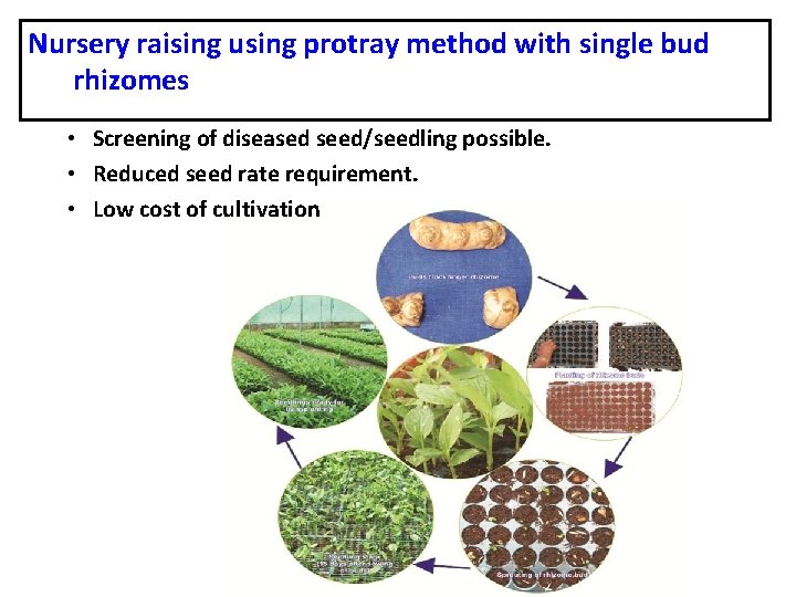 Nursery raising using protray method with single bud rhizomes • Screening of diseased seed/seedling