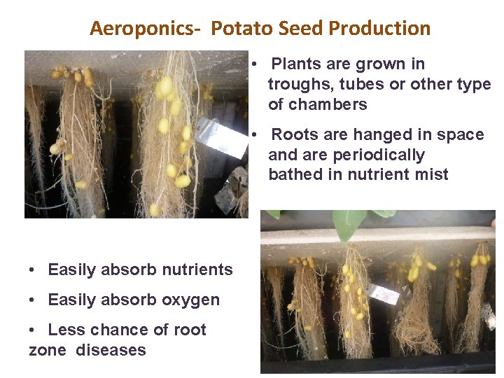 Aeroponics- Potato Seed Production • Plants are grown in troughs, tubes or other type