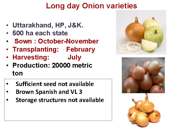 Long day Onion varieties • • • Uttarakhand, HP, J&K. 500 ha each state Long day Onion varieties • • • Uttarakhand, HP, J&K. 500 ha each state
