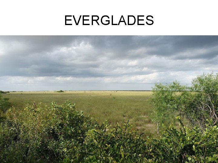 EVERGLADES 