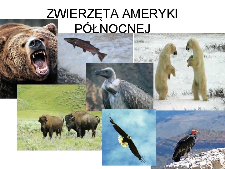 ZWIERZĘTA AMERYKI PÓŁNOCNEJ 