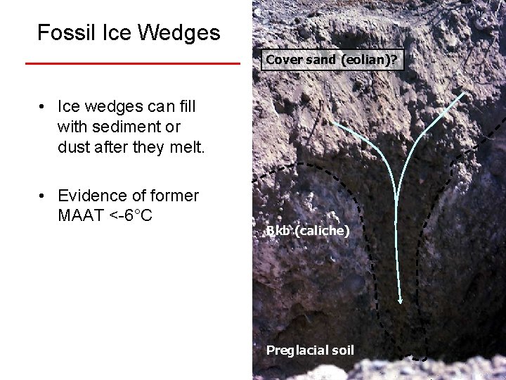 Fossil Ice Wedges Cover sand (eolian)? • Ice wedges can fill with sediment or