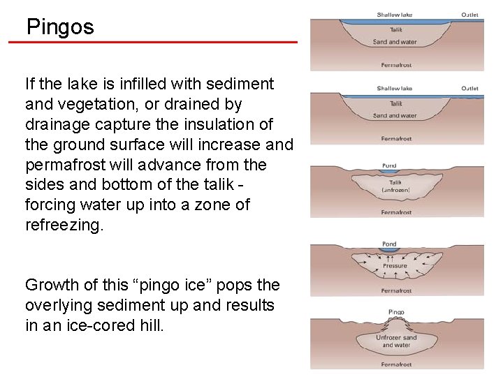 Pingos If the lake is infilled with sediment and vegetation, or drained by drainage