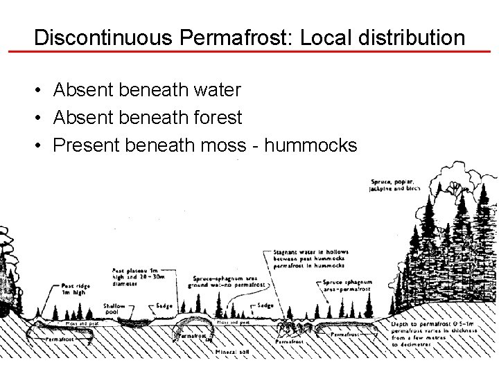 Discontinuous Permafrost: Local distribution • Absent beneath water • Absent beneath forest • Present