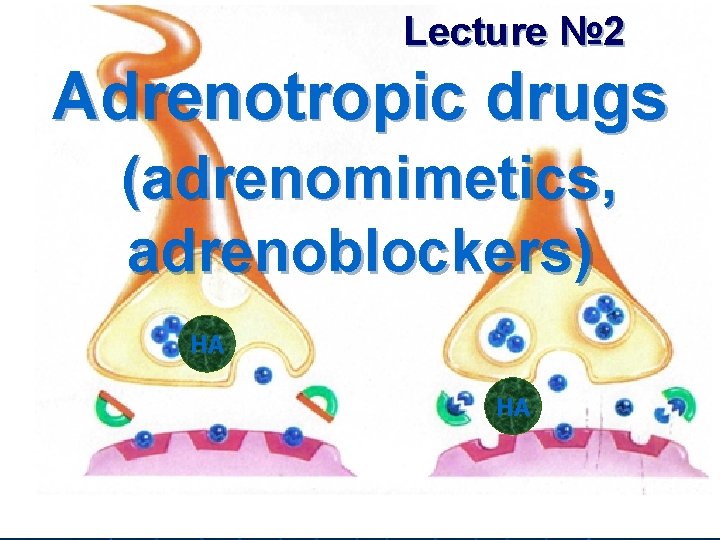 Lecture № 2 Adrenotropic drugs (adrenomimetics, adrenoblockers) НА НА 