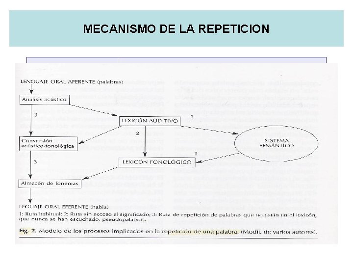 MECANISMO DE LA REPETICION 