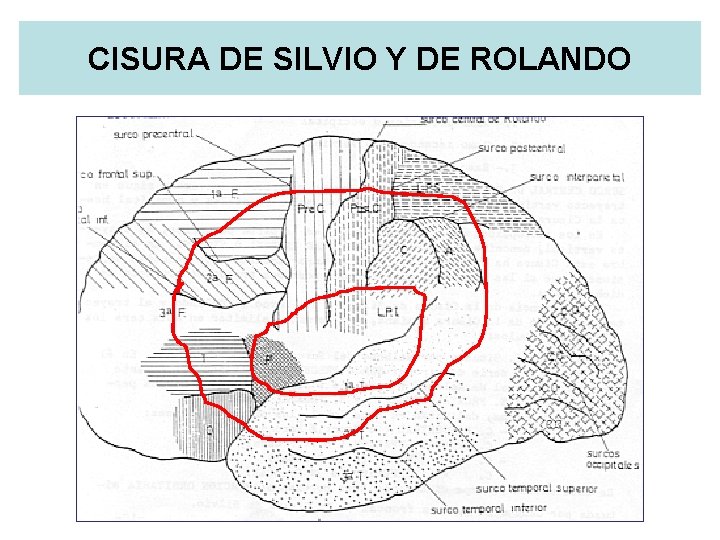 CISURA DE SILVIO Y DE ROLANDO 