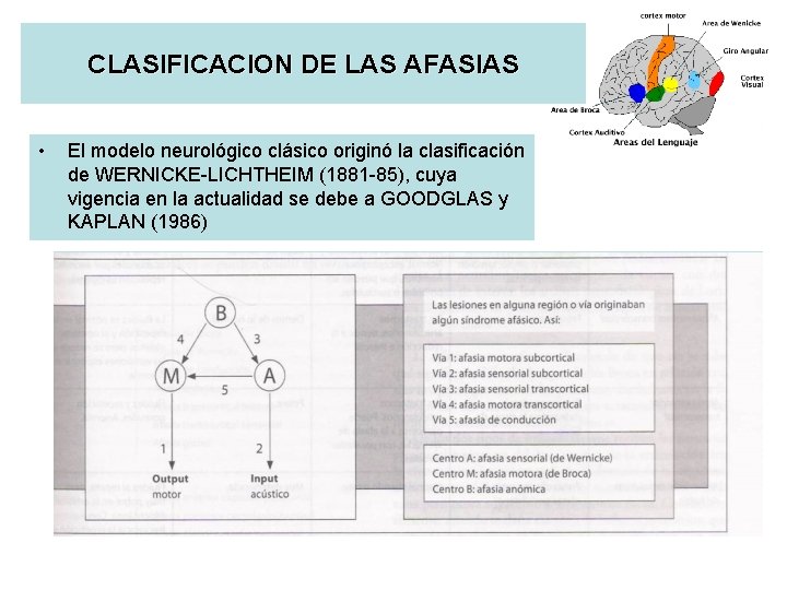 CLASIFICACION DE LAS AFASIAS • El modelo neurológico clásico originó la clasificación de WERNICKE-LICHTHEIM