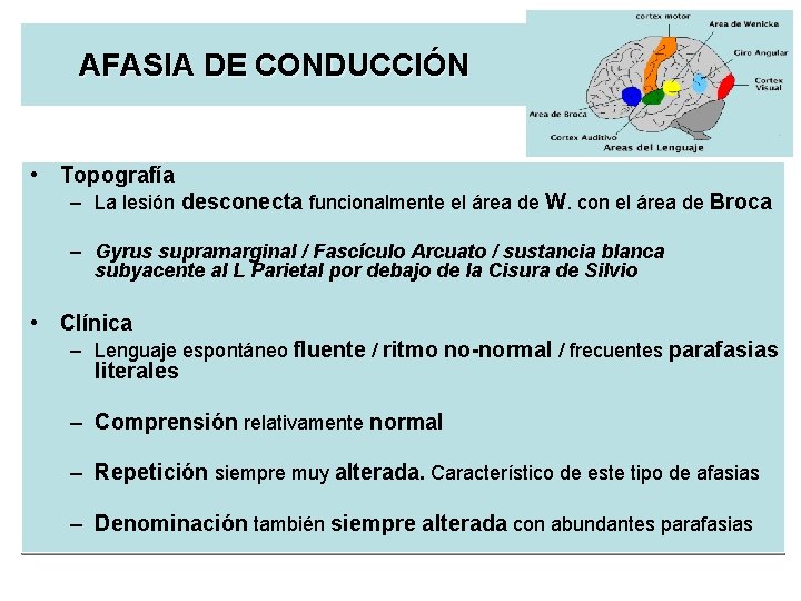 AFASIA DE CONDUCCIÓN • Topografía – La lesión desconecta funcionalmente el área de W.