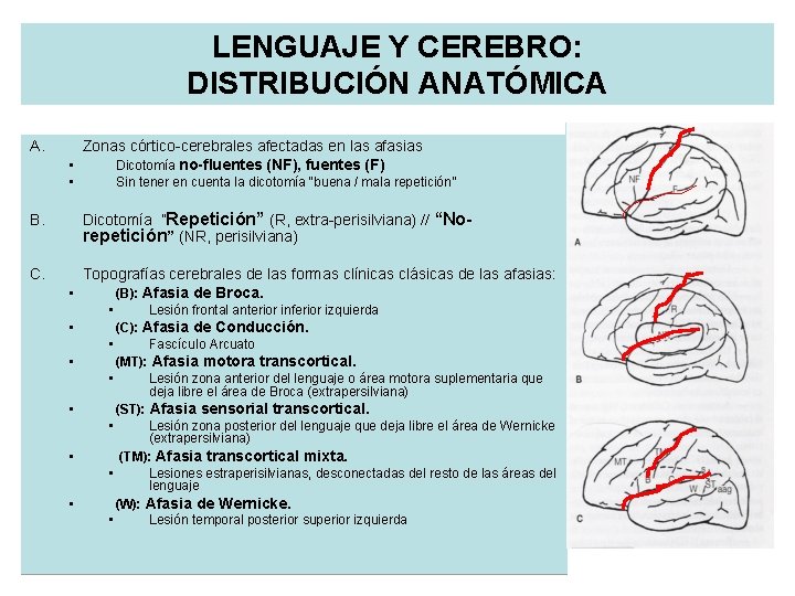 LENGUAJE Y CEREBRO: DISTRIBUCIÓN ANATÓMICA A. Zonas córtico-cerebrales afectadas en las afasias • Dicotomía