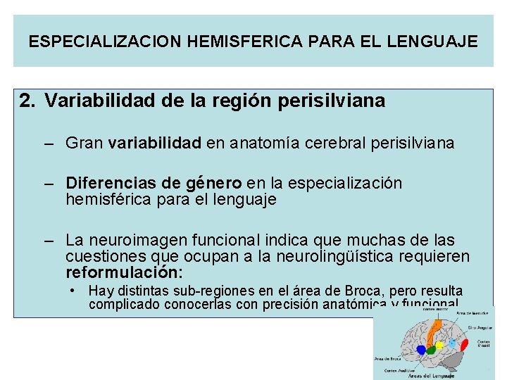 ESPECIALIZACION HEMISFERICA PARA EL LENGUAJE 2. Variabilidad de la región perisilviana – Gran variabilidad