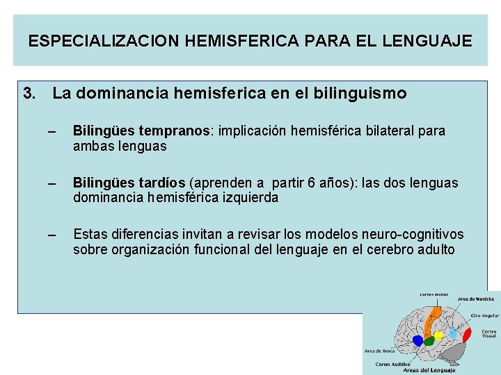 ESPECIALIZACION HEMISFERICA PARA EL LENGUAJE 3. La dominancia hemisferica en el bilinguismo – Bilingües