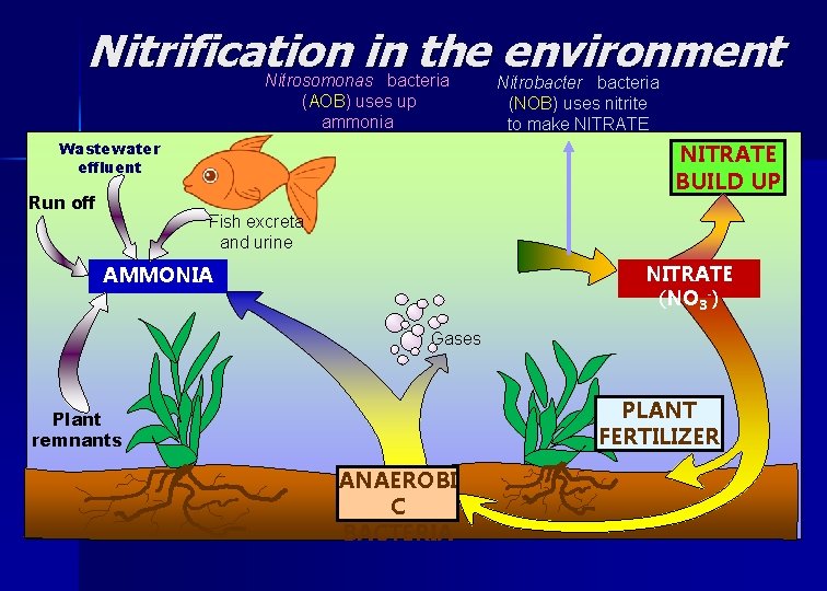 Nitrification in the environment Nitrosomonas bacteria (AOB) uses up ammonia and makes NITRITE Wastewater